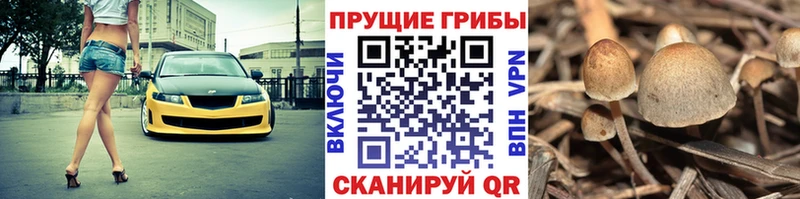 Купить  Куйбышев  Псилоцибиновые грибы Magic Shrooms 